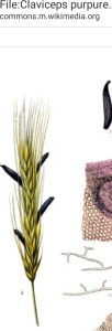 Ergot on rye wheat stalk image then cropped from Wikimedia PD.